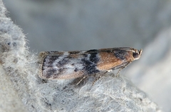 Meroptera cviatella