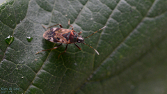 Neolethaeus dallasi