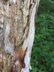 Chaenothecopsis debilis
