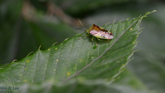 Elasmostethus nubilus