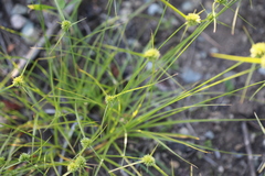Cyperus lupulinus macilentus