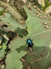 Macraspis rufonitida