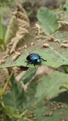 Macraspis rufonitida