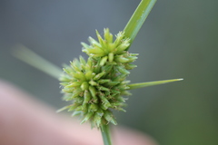 Cyperus lupulinus macilentus