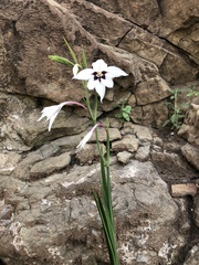 Gladiolus murielae