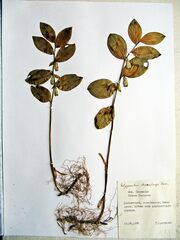 Polygonatum × desoulavyi