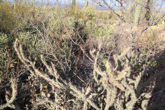Eriogonum multiflorum