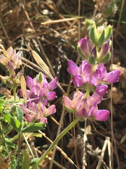 Lupinus microcarpus microcarpus