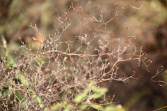 Eriogonum multiflorum
