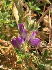 Lupinus microcarpus microcarpus