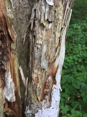 Chaenothecopsis debilis