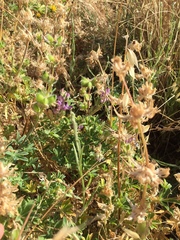 Lupinus microcarpus microcarpus