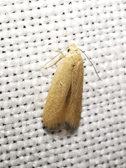 Haplochrois ochraceella