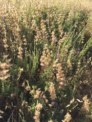 Lupinus microcarpus microcarpus
