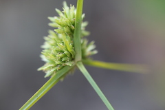 Cyperus lupulinus macilentus