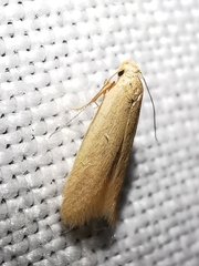 Haplochrois ochraceella