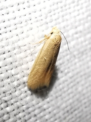 Haplochrois ochraceella