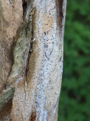 Chaenothecopsis debilis