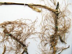 Polygonatum × desoulavyi