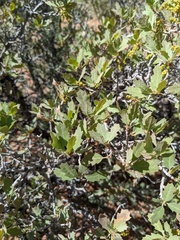 Quercus welshii