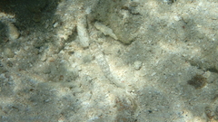 Gnatholepis anjerensis