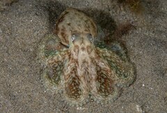 Octopus berrima