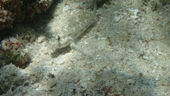 Gnatholepis anjerensis