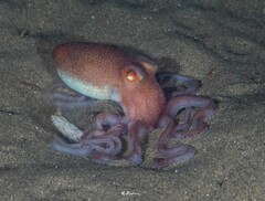 Octopus kaurna