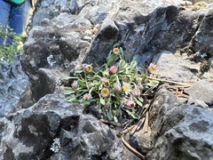 Erigeron cronquistii