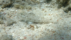Gnatholepis anjerensis