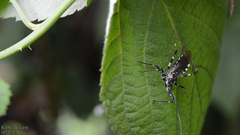 Sphedanolestes impressicollis
