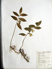 Polygonatum × desoulavyi