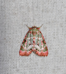 Chytonix griseorufa