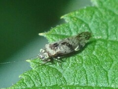 Trichadenotecnum majus