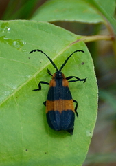 Calopteron discrepans