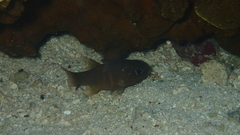 Nectamia fusca