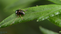 Basilepta fulvipes