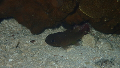 Nectamia fusca