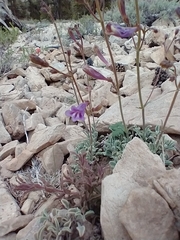 Penstemon scapoides