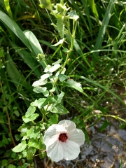Malvaceae