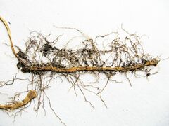 Polygonatum × desoulavyi