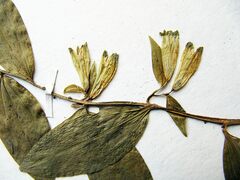 Polygonatum × desoulavyi