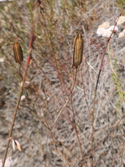 Calochortus catalinae