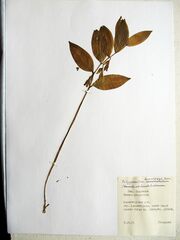 Polygonatum × desoulavyi