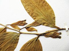 Polygonatum × desoulavyi