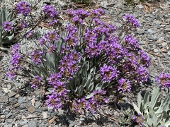 Phoenicaulis
