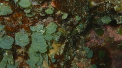 Rhipidosiphon