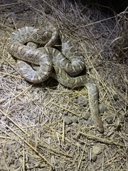 Arizona elegans elegans