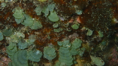 Rhipidosiphon