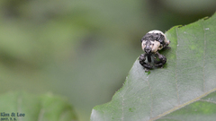 Sternuchopsis trifida